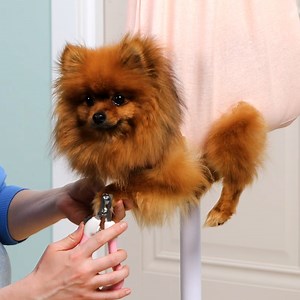 DIY inventions for dog owners 🐾 | 5-Minute Crafts GIRLY