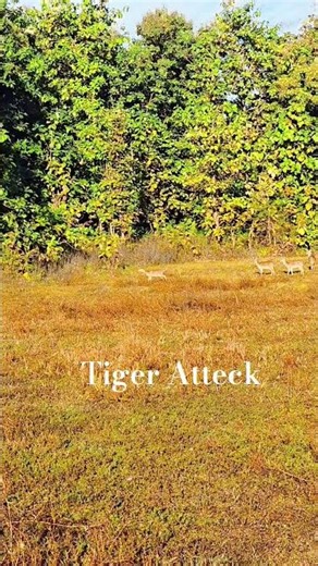 tiger Atteck deer alarm call #trending #wildlife #ytshorts #tiger