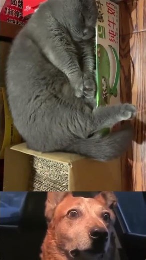 Pet Fun Fails That Will LOL😂 #viral #shortsfeed