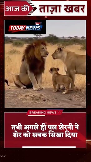 शेर ने शावक को मारा थप्पड़ 😱 अगले ही पल शेरनी ने शेर को सिखाया सबक 🦁🔥