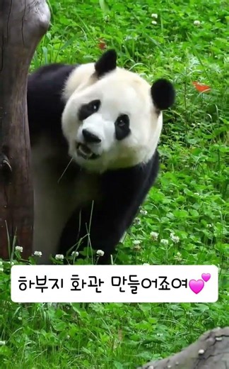 하부지 여기 토끼풀꽂폈어요 화관 만들어 주세요 #fubao #푸바오#루이후이 #바오패밀리 #귀여운동물 #야생동물 #animals #아이바오
