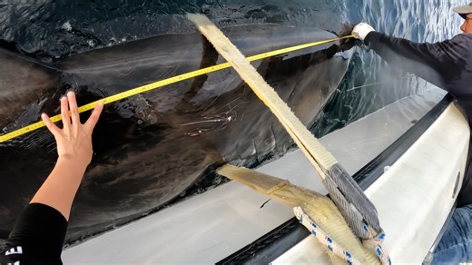 OCEARCH tags massive female great white shark 'Goodall'