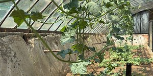 DIY Self Regulating Irrigation