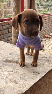 2.9M views · 207K reactions | El Mejor Desfile de modas del Mundo :) lo tengo en mi albergue | Jefferson Rescata | Facebook