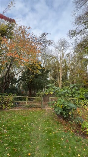 13 reactions | Great work from the team removing 2 sets of 3 stem ash trees with extensive ash die back. | TJW Tree Services Ltd | Facebook