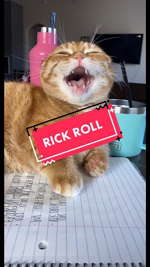 Hilarious Cat Rick Roll Video by Fitzgerald Grant the Cat
