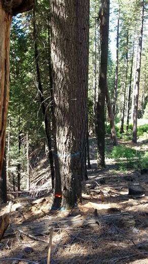 Feola Timber Falling (@feolatimber)’s videos with Originalton - RAJA MEISSNER