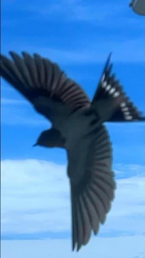 ツバメの巣作り対策、効果てきめんだった方法