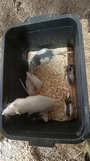 ✨ Maintaining a Fancy Rat Feeder Colony | 2026 Update Here’s an...