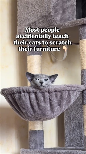In the previous reels we talked about giving cats enough scratching spaces and placing them in the right locations. The last piece is how you react when your cat scratches something you do not want. Cats do not understand punishment. They understand redirection and repetition. If Hades starts scratching something we do not want, we simply move him to one of the scratching areas that are allowed. No punishment and no stress, just a calm redirect. Another trick that helped a lot was choosing surfa