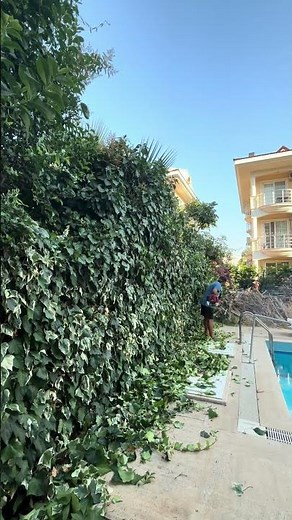 Fast Ivy Pruning ✂️🍃 #satisfying #asmr #garden #landscape #fyp