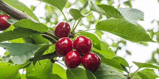 Dwarf cherry tree or cherry bush: which is best for your garden?