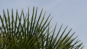 Chamaerops humilis, called European fan palm