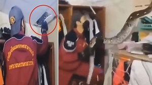 Python Attack Video: ಸೀಲಿಂಗ್ ನಿಂದ ಕೆಳಕ್ಕೆ ಬಿದ್ದ ಅಪಾಯಕಾರಿ ಹೆಬ್ಬಾವು, ಹತ್ತಿರದ ವ್ಯಕ್ತಿಯ ಮೇಲೆ ಅಟ್ಯಾಕ್