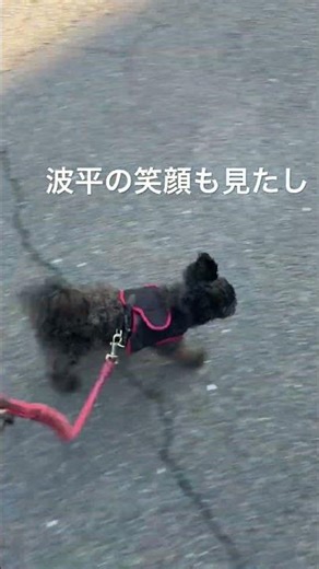 毎日、楽しい朝ンポありがとう波平。 #波平との暮らし #波平ありがとう #波平 #愛犬の波平 #波平との散歩 #ポメプー