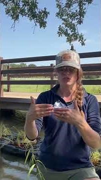 Can Floating Wetlands Stop Pond Erosion? #pondmanagement #pondlife