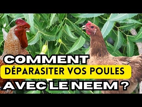 How to deworm your chickens with Neem?