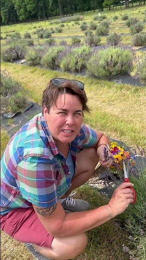 Sweethaven Lavender Farm