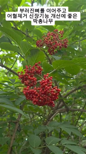 Elderberry (Sambucus): Mending Broken Bones, Boosting Circulation, Removing Blood Stasis, and Imp...