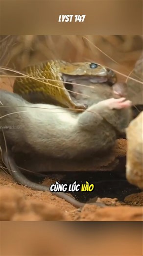 Rắn Taipan nội địa loài rắn có nọc độc mạnh nhất trên cạn. #dongvat