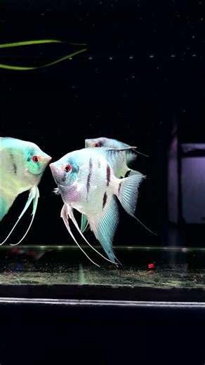 beautiful blue angelfish breed 😍 #angelfish #angelfishtank #skalar #aquarium #exoticaquariumfish