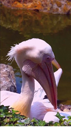 Unveiling the Marvels of Avian Digestion: Exploring Birds' Efficient Digestive System | SGK English