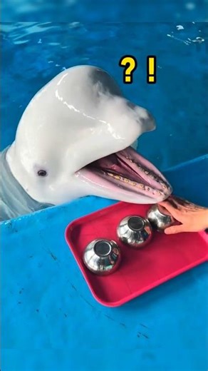 Dolphin 🐬 angry 😤 #dolphin #satisfying #viral #facts