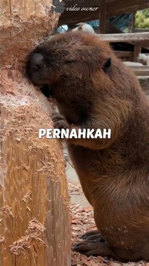 😱The Secret Behind the Beaver That Never Stops Gnawing at Wood!