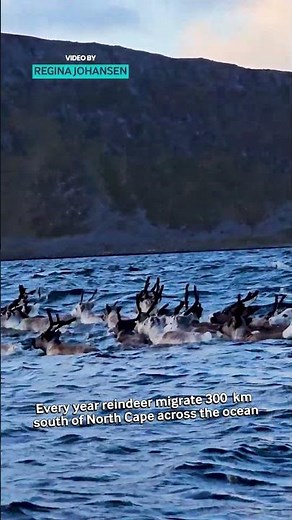 Swimming Reindeer
