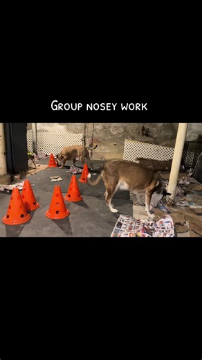 Sim1 (@simoneoli34)’s videos with Lampshades on Fire - Modest Mouse