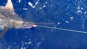 Vanuatu - Nambas released a Blue Marlin. | Marlin Billfish