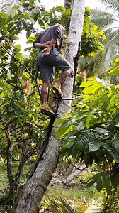 Still around coconut climbing #climbingtool #viral #trendi g | Kayla Nayla