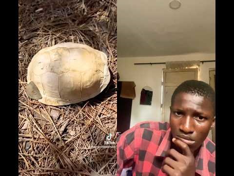 🐢 Do Tortoises Shed Their Shells? 😱 | The Truth About Aquatic Tortoise Shells