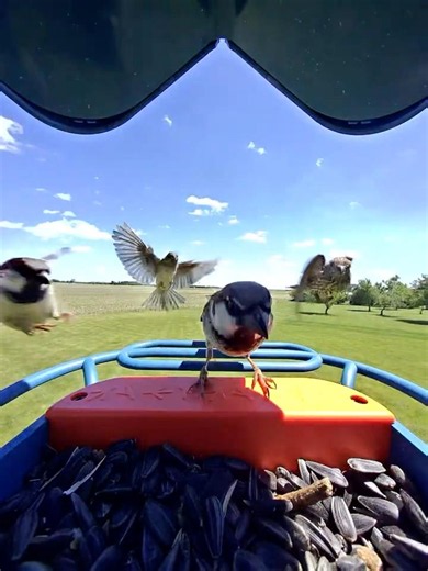 Epic Bird Feeder Fight: Sparrows Vs. Finches! #shorts