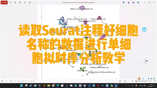 读取Seurat注释好细胞名称的数据进行单细胞拟时序分析教学