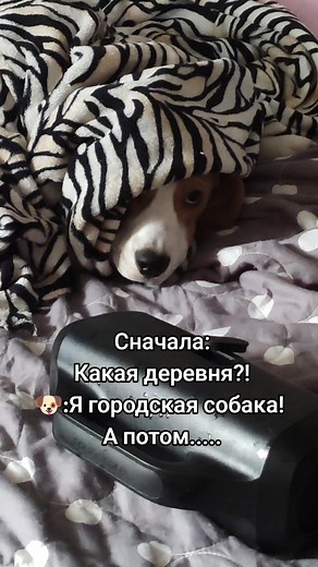 какая деревня? 👌 #бигшь #деревня #плавнье #spring #рек #прикол #иплыветвеночеквдольночнойводы #наперегонки #вабич #река #биглькупается #рокки #собакавводе #бигльщенок #собачникипоймут#vibes