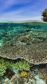 Dive Wisdom: Logging Dives