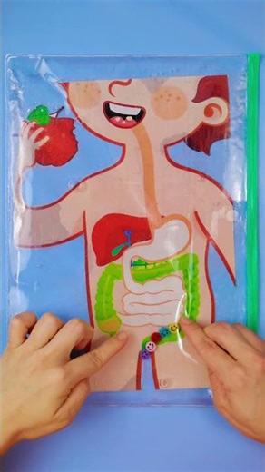 🍭 Let’s Learn DIGESTION While Taking a SWEET Journey with ART #shorts #learning