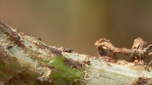 免費視頻 - 土豆, 甲虫, 害虫, 昆虫, 马铃薯甲虫, 植物, 叶甲虫