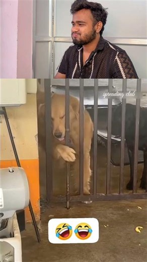 Kitni baar bola kundi mat lagao 😭🐶😂 #shortsfeed #trendingshorts #meme #viral #comedy