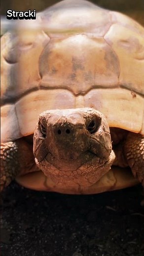 Griechische Landschildkröte - Glotzt du mich an?