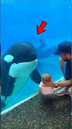 This Orca Couldn't Stop Staring at the Baby 🐋👶