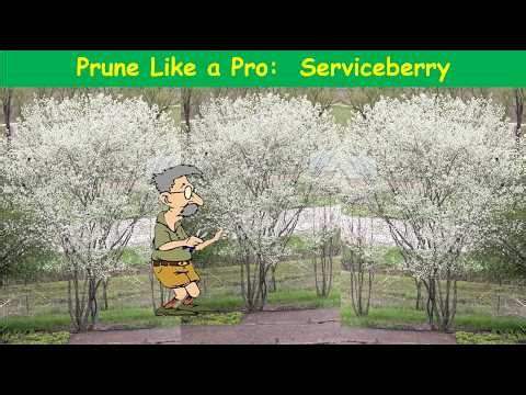 Prune Like a Pro: Serviceberry