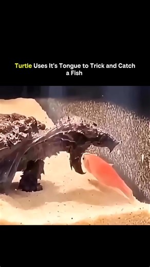 KNOWLEDGE HUB on Instagram: "🐢 Turtle Uses Its Tongue to Trick and Catch a Fish • Some turtles use a unique hunting adaptation called tongue-luring. • Their tongue resembles a worm or small prey. • The turtle remains mostly motionless underwater. • Fish see the tongue and think it’s food. • Curiosity or hunger drives the fish closer. • The turtle’s tongue wiggling mimics natural prey movement. • The fish approaches the mouth. • In a fraction of a second, the turtle snaps its jaws shut. • This i