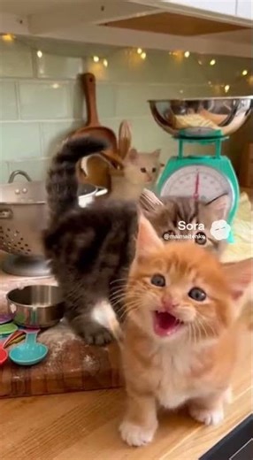 やんちゃ子猫たちLittle Trouble Kittens🐱 #子猫 #kitten #kittens #やんちゃ猫 #mischievouskittens #遊ぶ猫 #cutecat