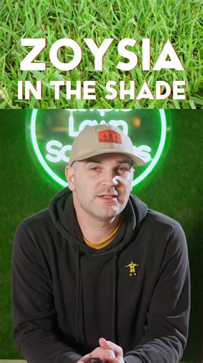 Can Zoysiagrass Grow In The Shade? 🌱 #zoysiagrass #grasslover #lawn