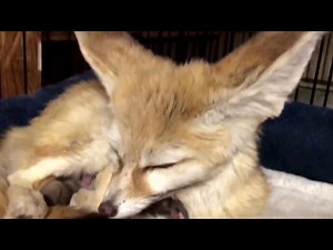 Fennec fox mother with newborn kits