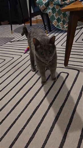 "It's my Turn on the Computer!" #shorts #cats