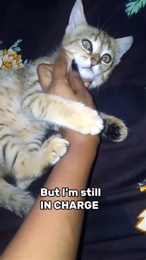 You can not control me 😼 #catlovers #petlovers #instagood #leo #viralvideos