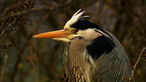 The Secret Life of Birds | Netflix